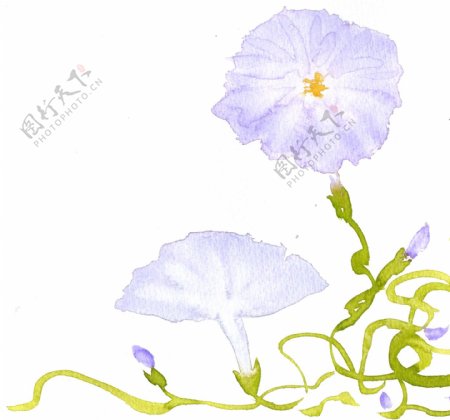位图植物写意花卉花朵牵牛花免费素材