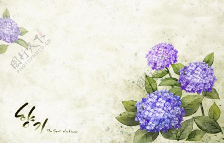 韩国紫色花卉装饰背景图