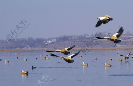 威宁草海野鸭图片