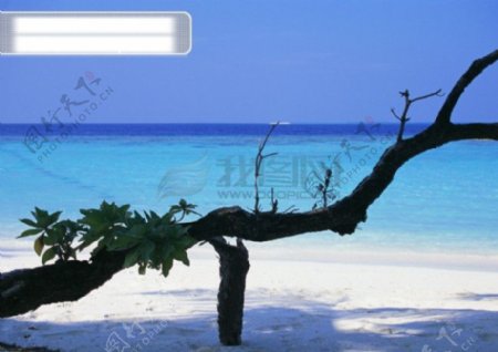 海边沙滩海滩悠闲度假树干天空晴空蓝天