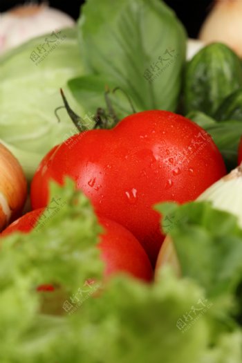 青菜西红柿卷心菜包菜洋葱图片