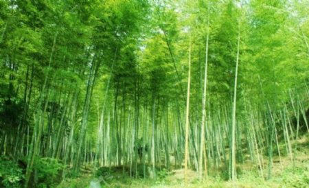 月田镇竹海森林图片