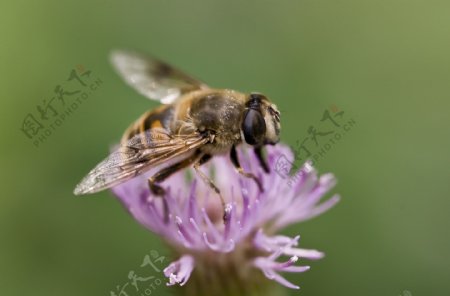 大蜂与小花图片