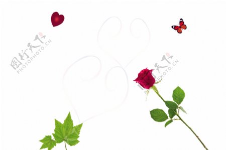 玫瑰花蝴蝶图片