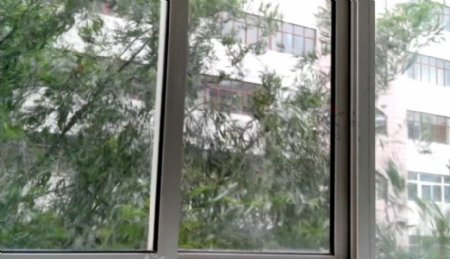 窗外风吹柳树视频素材