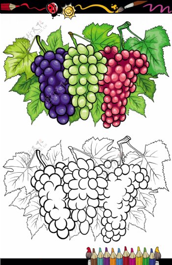 与素描的水果和蔬菜矢量02颜色