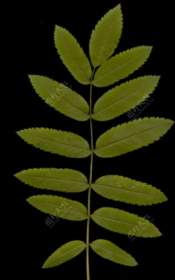 Xfrog系列植物183ds格式带贴图2