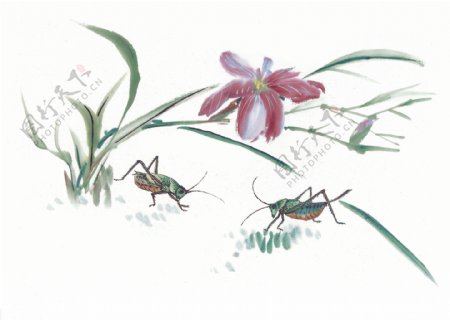 古图动物绘画蟋蟀