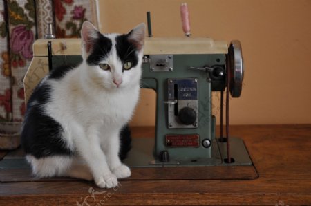 缝纫机前的花猫
