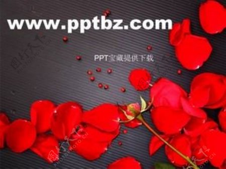 婚庆ppt模板红色的玫瑰花瓣