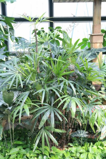 室内园林植物图片