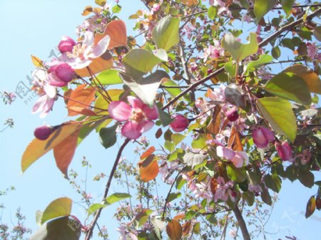 春花海棠图片