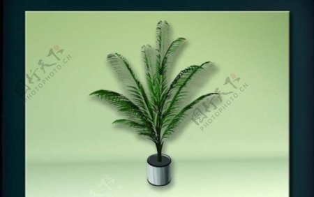 装饰构件之植物3D模型植物027