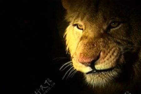 狮子舔排骨股票视频视频免费下载