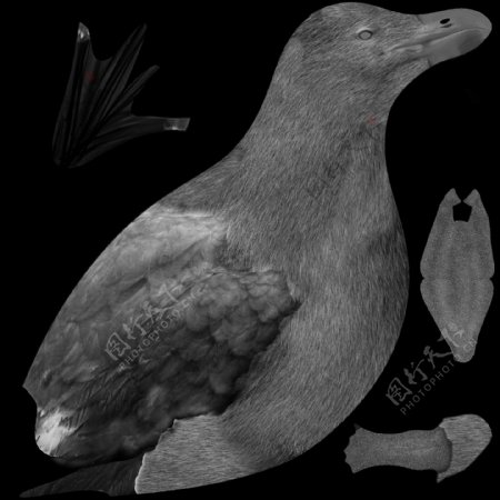 鸽子鸽子模型动物图片