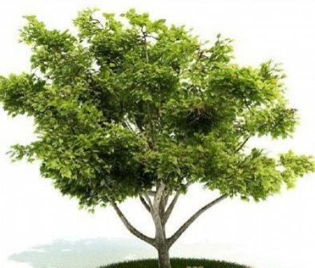 国外精品植物树木灌木3D模型65套3