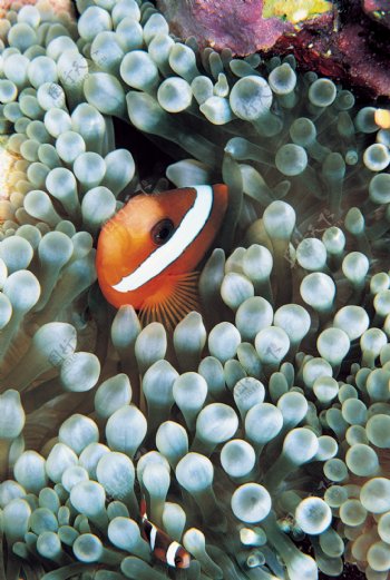 海底大海深海碧海海水礁石珊瑚海藻鱼群生物神秘广告素材大辞典