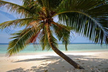 海边棕榈树图片