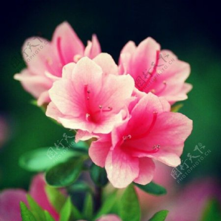 位图植物摄影写实花卉花朵杜鹃免费素材