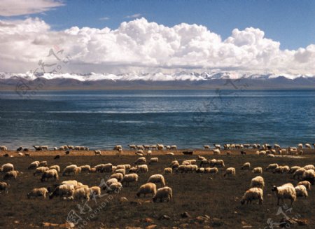 纳木错湖畔的羊群
