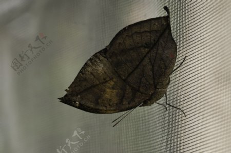 网上的枯叶蝶图片