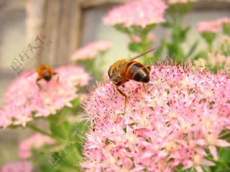 两只小蜜蜂飞在花丛中图片