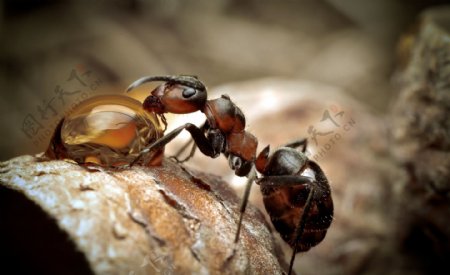 吸水的蚂蚁图片