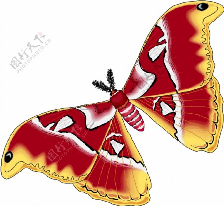 3D昆虫蝴蝶15