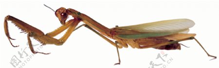 蟑螂昆虫知了动物图片