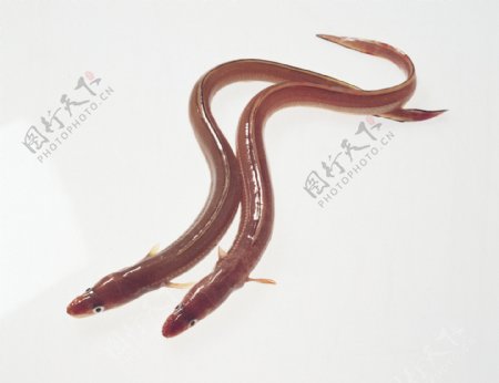 尖吻蛇鳗图片
