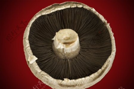蘑菇蔬菜图片