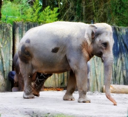 大象动物园