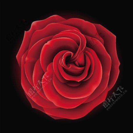 现实的红玫瑰的矢量图形