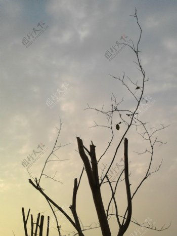 天空枝桠图片