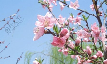 鲜花图片下载布艺素材春天的桃花
