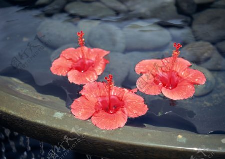 花朵红花石岩石头水花蕊