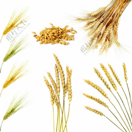 小麦高清图片