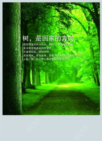 绿色森林海报