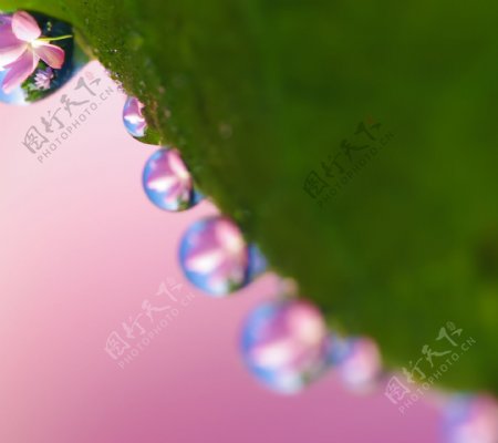 植物水滴图片