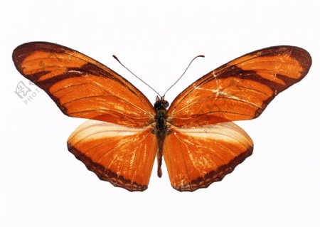 蝴蝶标本