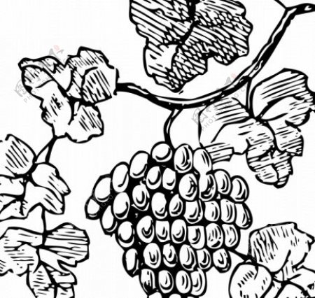 矢量绘图的葡萄