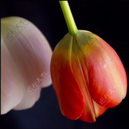 位图植物摄影写实花卉花朵郁金香免费素材