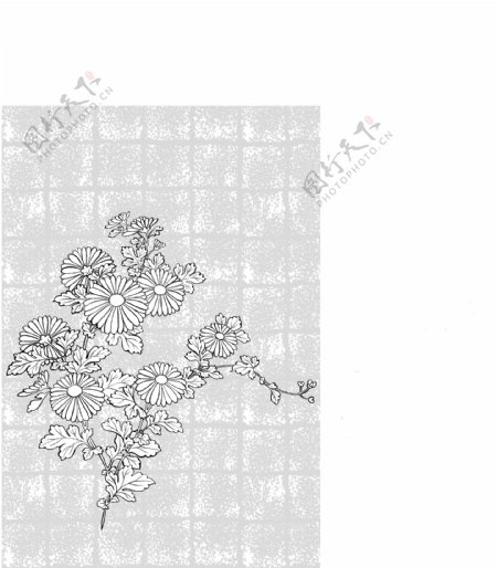 日本线描植物花卉矢量素材37菊花背景