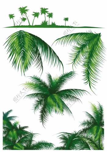 矢量素材椰子树系列