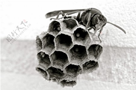 蜂和蜂巢