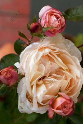 位图植物花朵写实花卉玫瑰免费素材