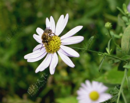 蜜蜂花朵图片
