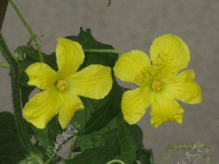 两朵黄花