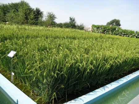植物水稻之美图片