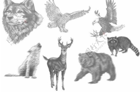野生动物笔刷图片
